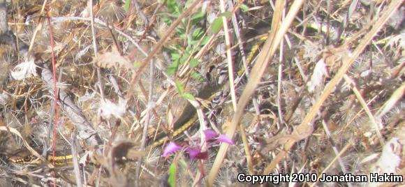 Alameda Striped Racer (Coluber lateralis euryxanthus)