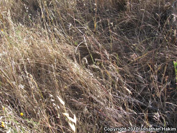 Northern Pacific Rattlesnake (Crotalus oreganus oreganus)