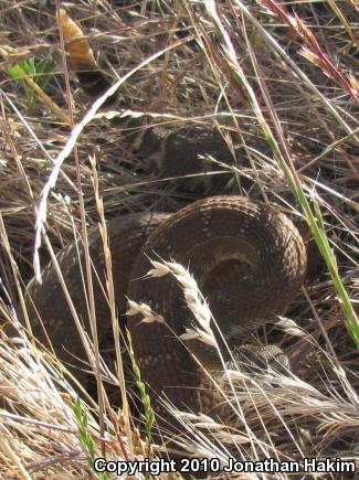 Northern Pacific Rattlesnake (Crotalus oreganus oreganus)