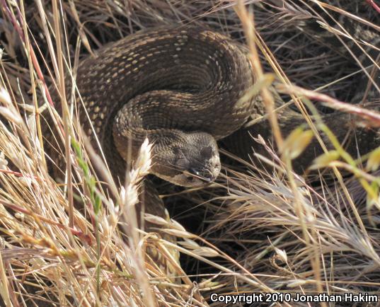 Northern Pacific Rattlesnake (Crotalus oreganus oreganus)