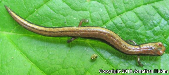 Gabilan Mountains Slender Salamander (Batrachoseps gavilanensis)