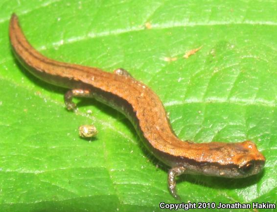 Gabilan Mountains Slender Salamander (Batrachoseps gavilanensis)