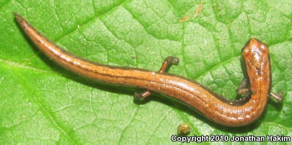 Gabilan Mountains Slender Salamander (Batrachoseps gavilanensis)