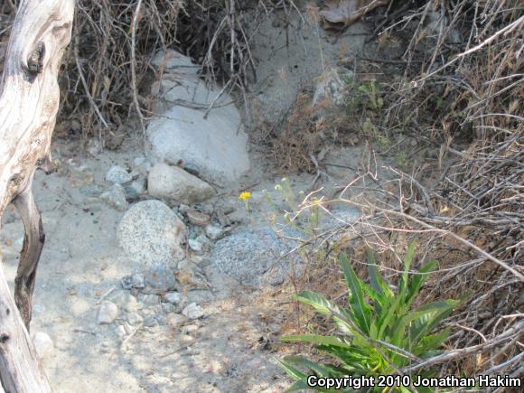 Western Side-blotched Lizard (Uta stansburiana elegans)