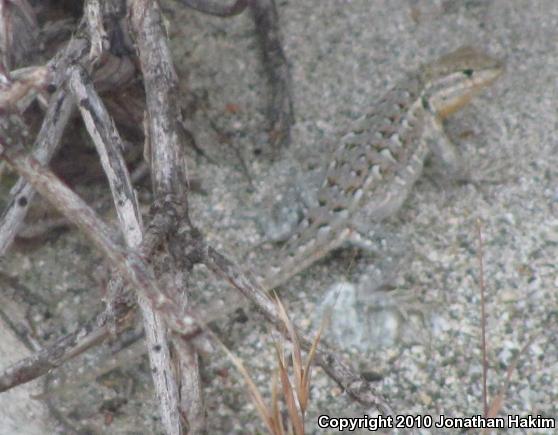 Western Side-blotched Lizard (Uta stansburiana elegans)