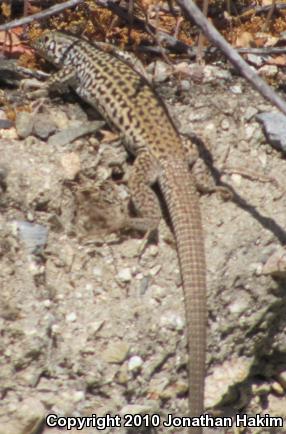 Coastal Whiptail (Aspidoscelis tigris stejnegeri)