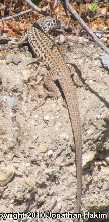 Coastal Whiptail (Aspidoscelis tigris stejnegeri)