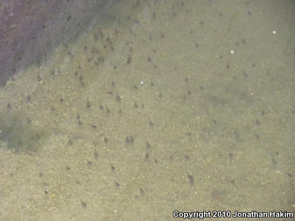 African Clawed Frog (Xenopus laevis)