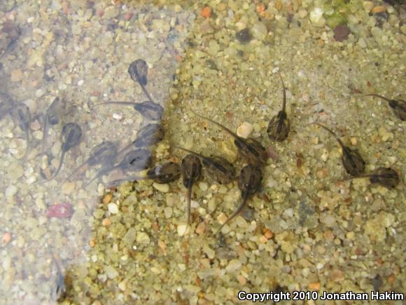 African Clawed Frog (Xenopus laevis)