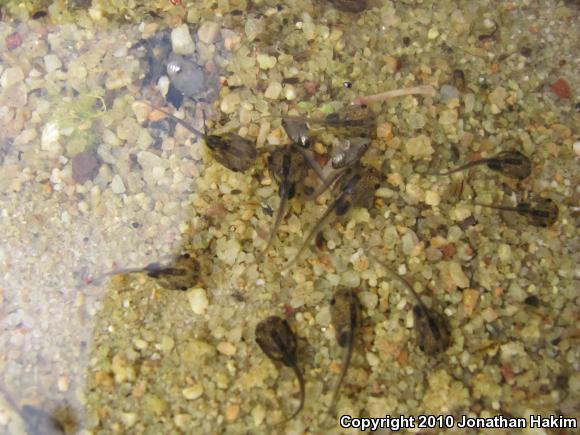 African Clawed Frog (Xenopus laevis)