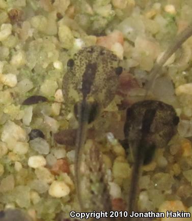 African Clawed Frog (Xenopus laevis)