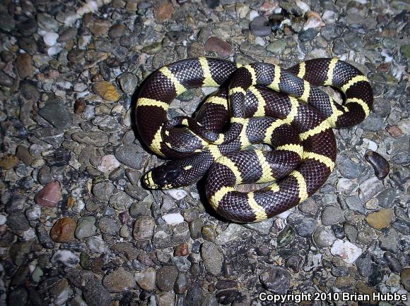 California Kingsnake (Lampropeltis getula californiae)