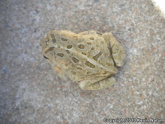 Fowler's Toad (Anaxyrus fowleri)