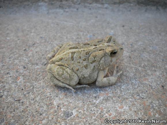 Fowler's Toad (Anaxyrus fowleri)