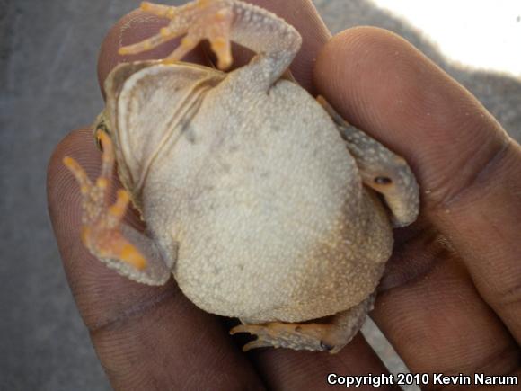 Fowler's Toad (Anaxyrus fowleri)