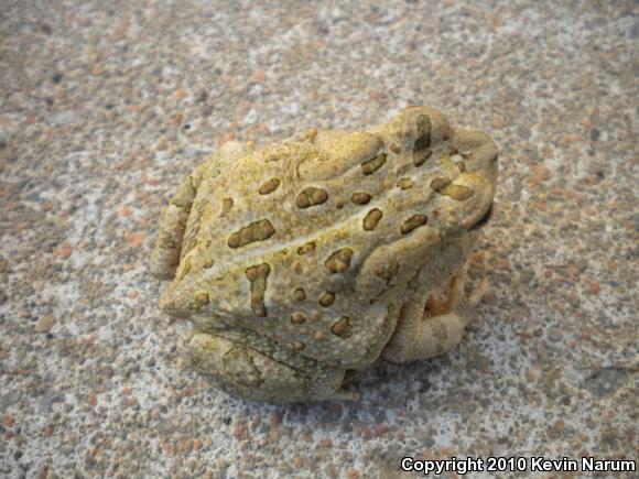 Fowler's Toad (Anaxyrus fowleri)