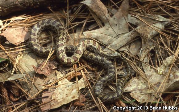 Prairie Kingsnake (Lampropeltis calligaster calligaster)