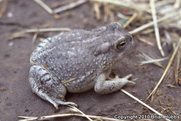 Arizona Toad (Anaxyrus microscaphus)