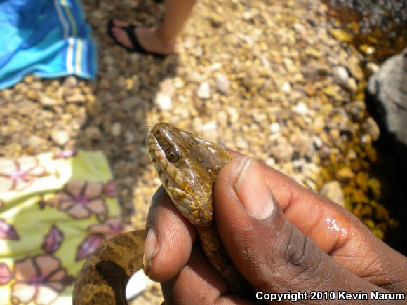 Northern Watersnake (Nerodia sipedon)