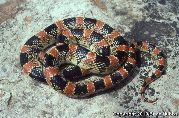 Western Long-nosed Snake (Rhinocheilus lecontei)