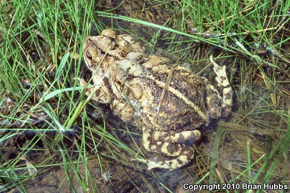 Gulf Coast Toad (Ollotis nebulifer)