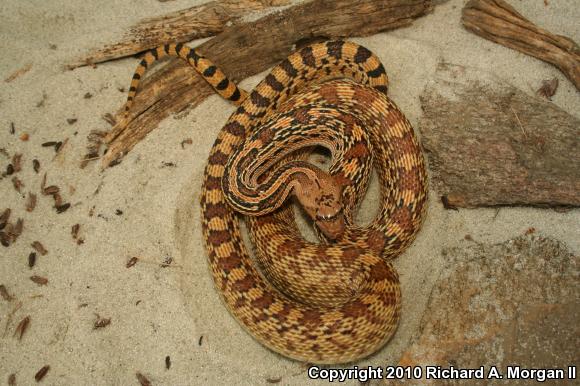 Sonoran Gopher Snake (Pituophis catenifer affinis)