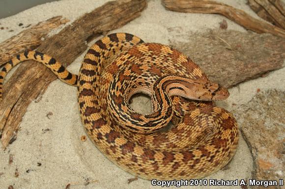 Sonoran Gopher Snake (Pituophis catenifer affinis)