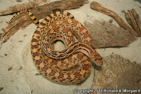 Sonoran Gopher Snake (Pituophis catenifer affinis)