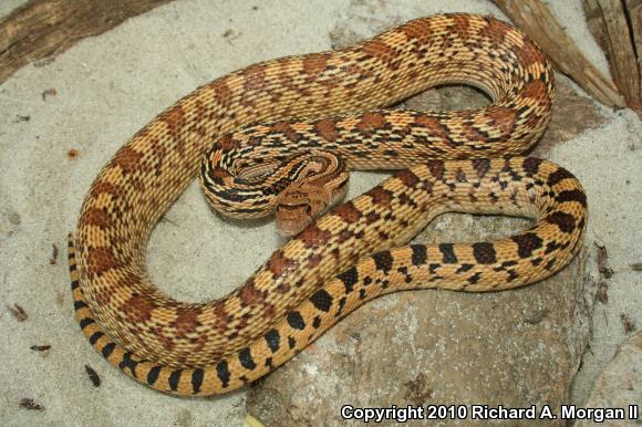 Sonoran Gopher Snake (Pituophis catenifer affinis)