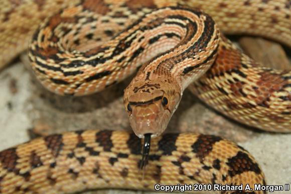 Sonoran Gopher Snake (Pituophis catenifer affinis)