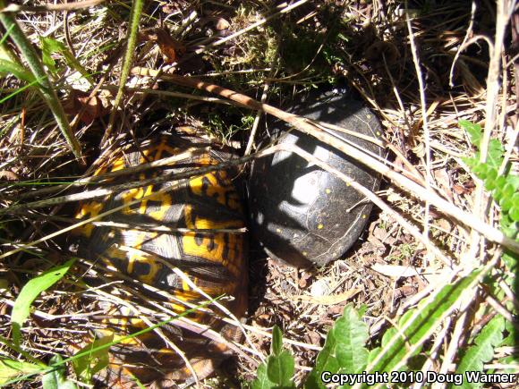 Eastern Box Turtle (Terrapene carolina carolina)