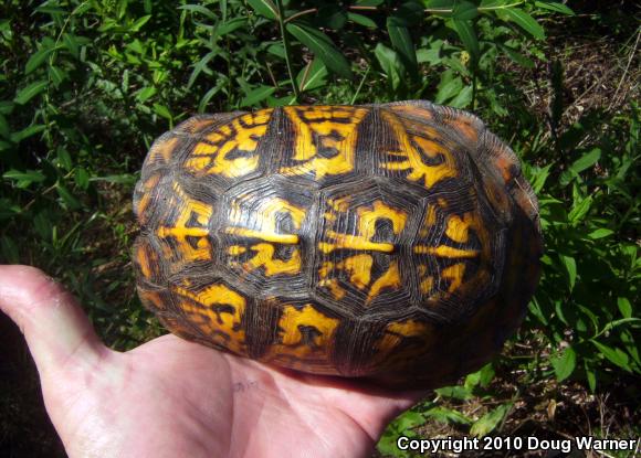 Eastern Box Turtle (Terrapene carolina carolina)