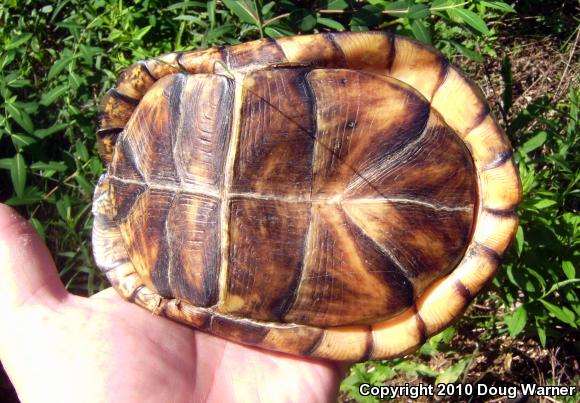 Eastern Box Turtle (Terrapene carolina carolina)