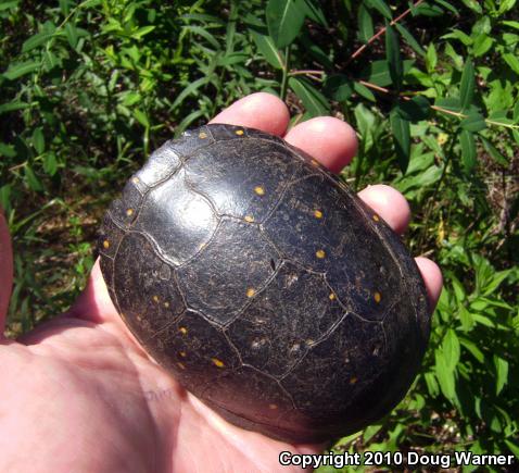 Spotted Turtle (Clemmys guttata)