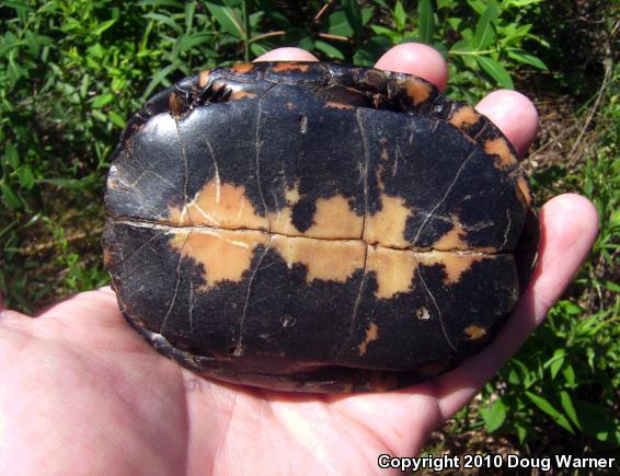 Spotted Turtle (Clemmys guttata)