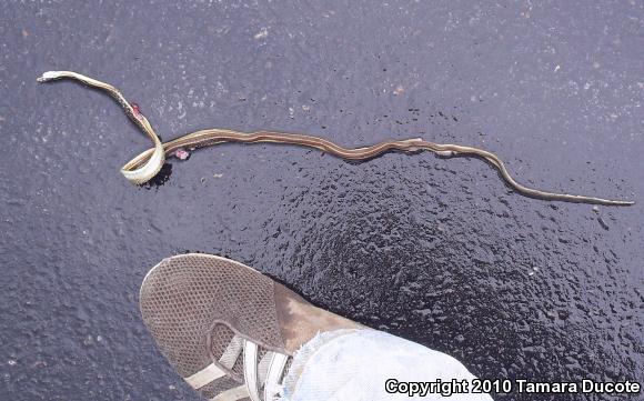 Eastern Ribbonsnake (Thamnophis sauritus)