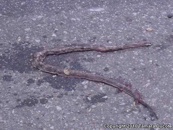 Gray Ratsnake (Pantherophis obsoletus spiloides)