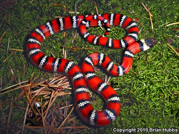 Coast Mountain Kingsnake (Lampropeltis zonata multifasciata)