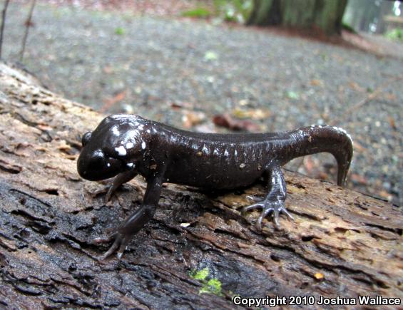 Northwestern Salamander (Ambystoma gracile)