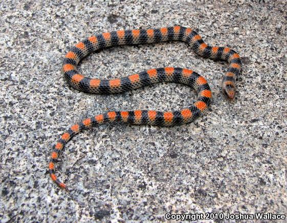 Variable Groundsnake (Sonora semiannulata semiannulata)