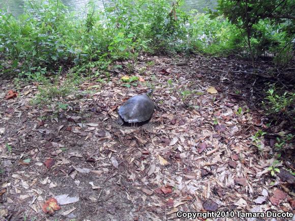 River Cooter (Pseudemys concinna)