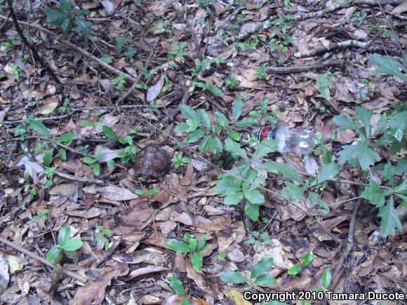 Gulf Coast Box Turtle (Terrapene carolina major)