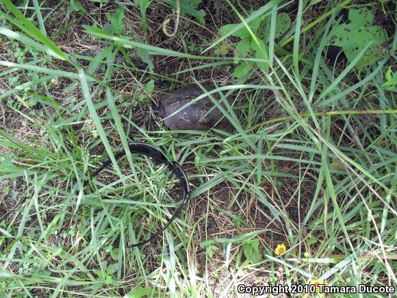 Gulf Coast Box Turtle (Terrapene carolina major)