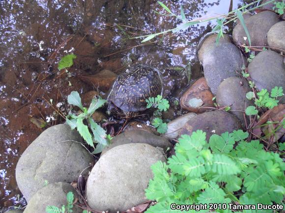 Gulf Coast Box Turtle (Terrapene carolina major)