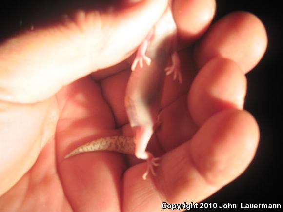 Desert Banded Gecko (Coleonyx variegatus variegatus)