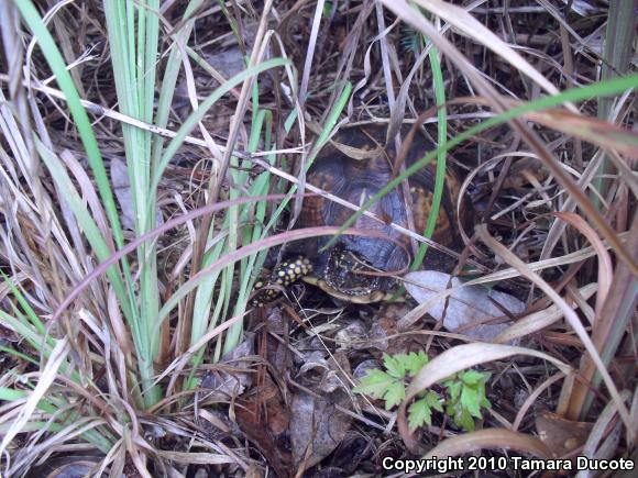 Gulf Coast Box Turtle (Terrapene carolina major)