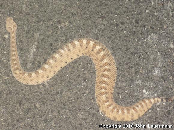 Mojave Desert Sidewinder (Crotalus cerastes cerastes)