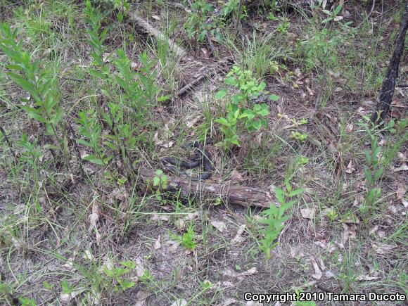 North American Racer (Coluber constrictor)