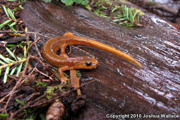 Van Dyke's Salamander (Plethodon vandykei)