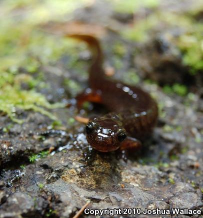 Olympic Torrent Salamander (Rhyacotriton olympicus)